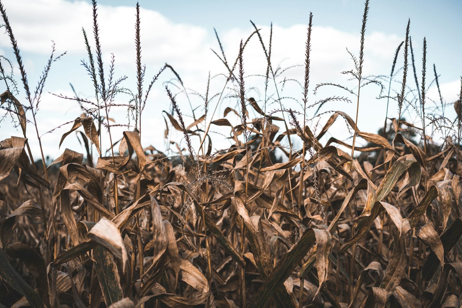 A withered cornfield under summer drought - the characteristic landscape of monsoon failure and global agricultural output contraction in a strong El Niño year
