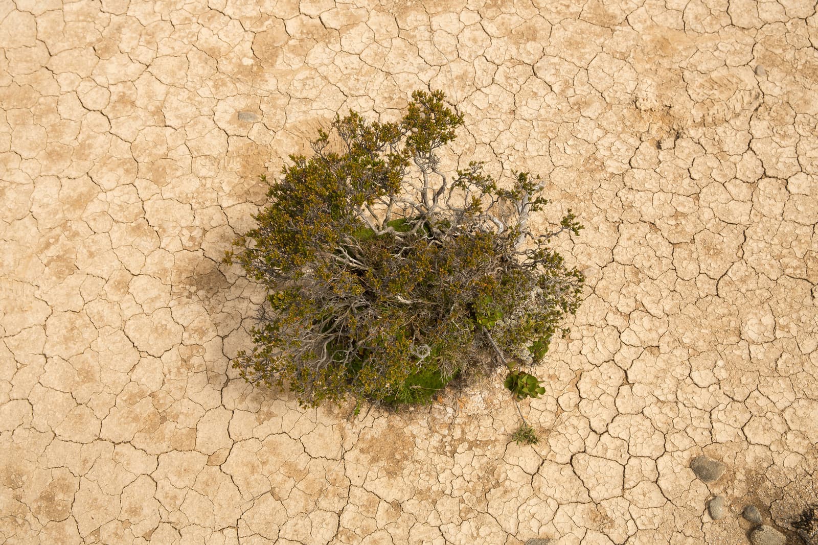 Parched ground broken into polygonal cracks, with a single hardy shrub, seen from above – in El Niño years drought and heat strike the populations of the Sahel and south-east Asia at the same time