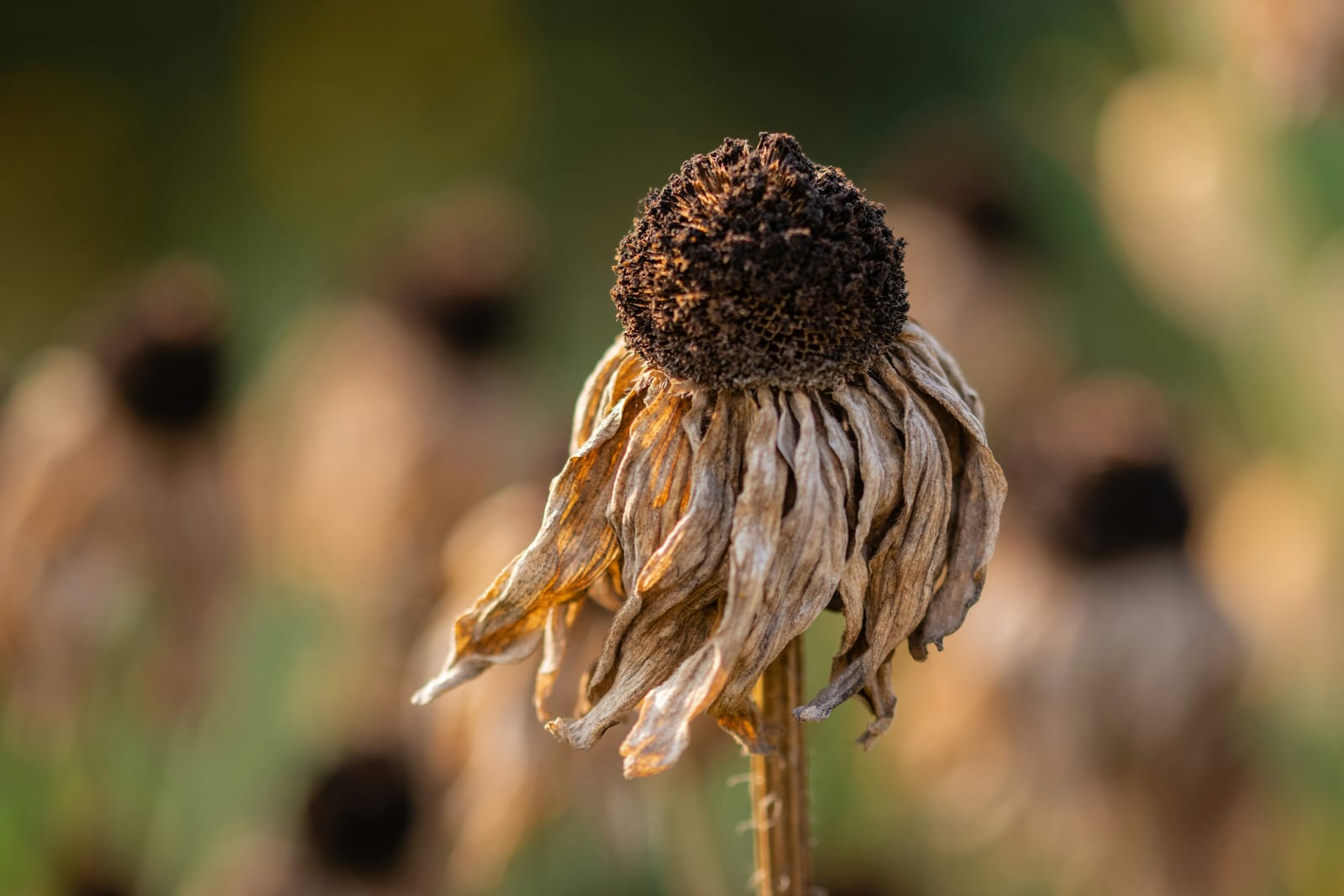 A wilted, dried coneflower head against a blurred background – heat stress strikes hardest at the organisms least able to withstand it