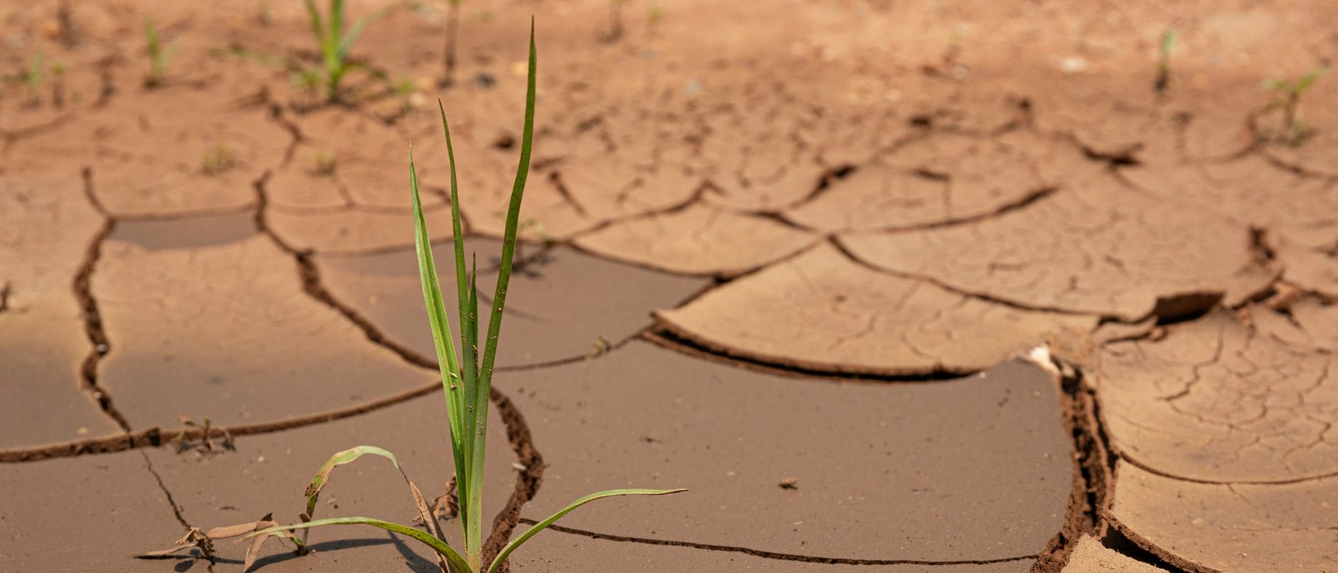 Cracked, drought-parched soil with a single green shoot breaking through - the characteristic surface signature of Europe's 2026 hydrological drought and groundwater decline