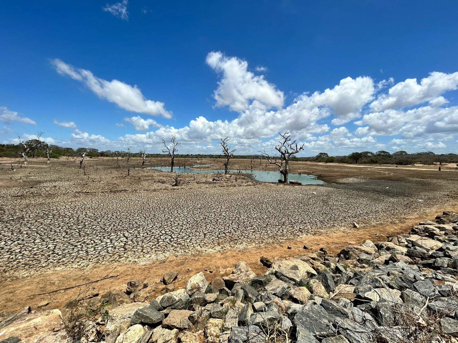 The cracked bed of a drained reservoir with dead trees and a shrinking pool of water - a characteristic landscape of sustained groundwater decline and multi-year water-balance deficit